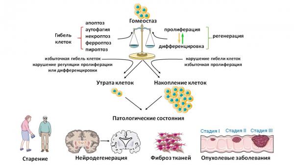 Ученые объяснили механизмы баланса гибели клеток и их восстановления Ученые объяснили механизмы баланса гибели клеток и их восстановления